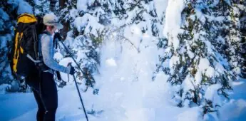 Viewing Snow in Trees