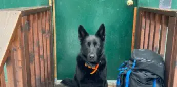 Pup on hut Steps